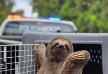GCM resgata bicho-preguiça e evita atropelamento na estrada Guarulhos-Nazaré