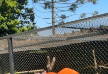 Mundo mágico das aves é tema da atividade Passarinhando pelo Zoo