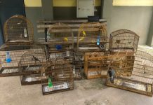 GCM resgata 19 aves silvestres em ações de proteção à fauna em Guarulhos
