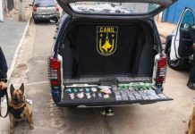 GCM prende três homens por tráfico e apreende 6,2 kg de drogas em diferentes regiões de Guarulhos