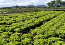 Governo de SP libera R$ 2 milhões em crédito emergencial para produtores afetados por temporais em Mogi das Cruzes